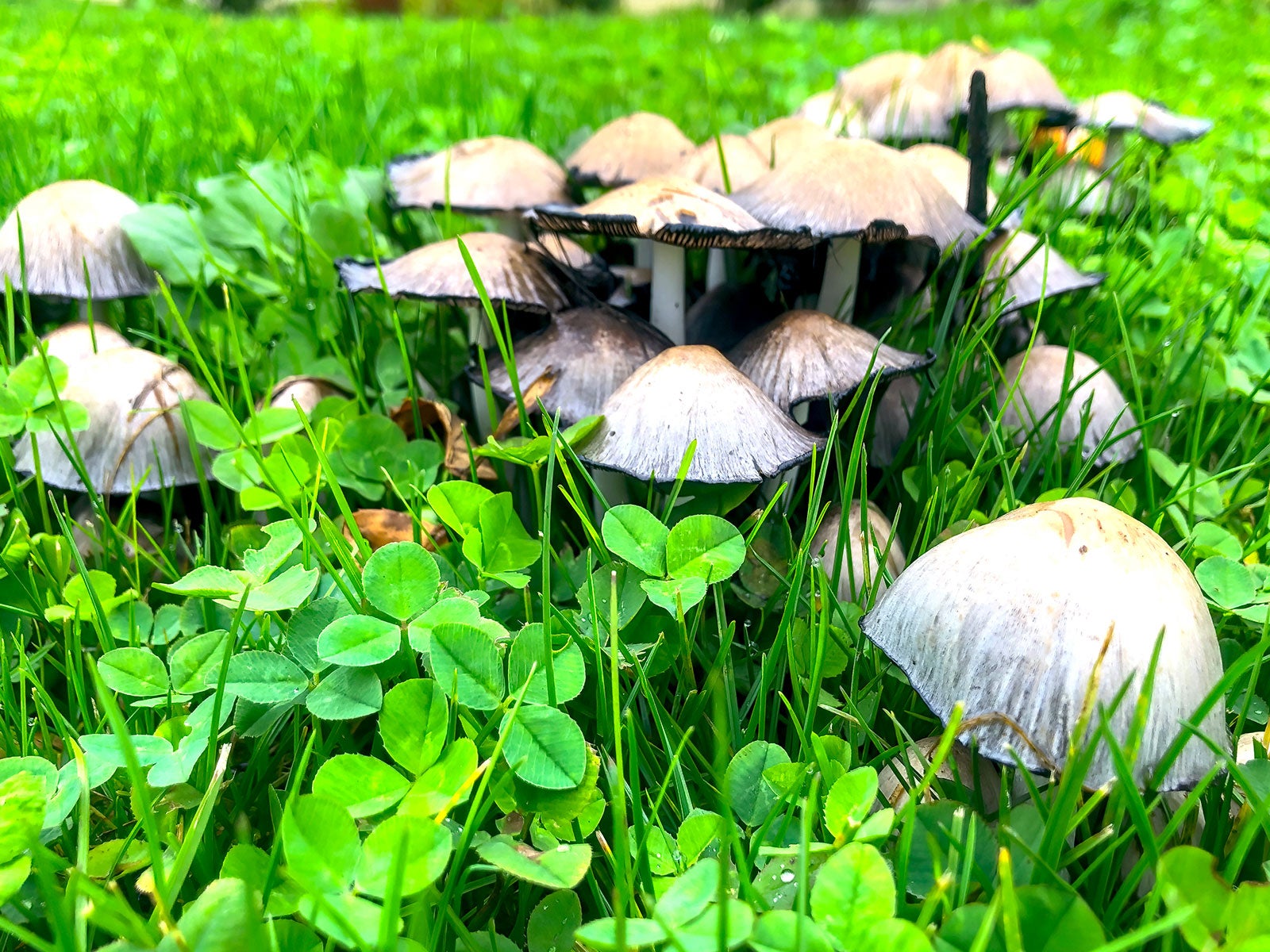 Mushroom sold Garden