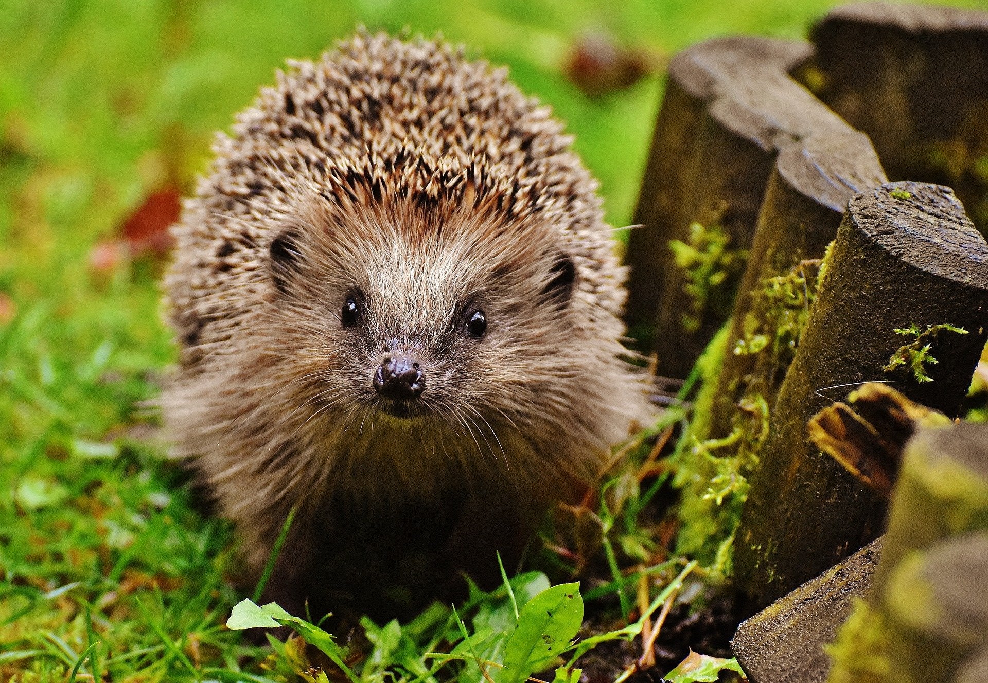 Miniature Hedgehog Habitat No Fuss Desk Pet for Kid or Adult