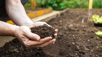 How to choose plants for different types of soil