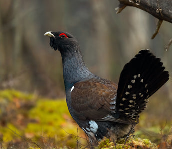 Top 10 Rarest Birds in the UK