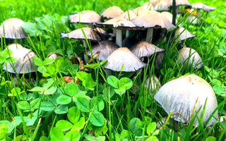 Wild mushrooms UK: How to identify mushrooms in your garden