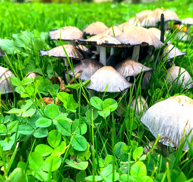 Wild mushrooms UK: How to identify mushrooms in your garden