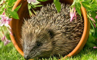 Hedgehogs in your garden: Best practices