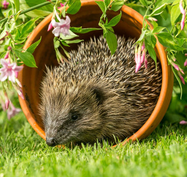 Hedgehogs in your garden: Best practices