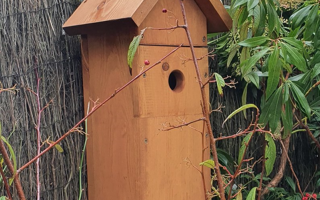 8 Reasons Why You're Not Seeing Birds in Your Bird Box