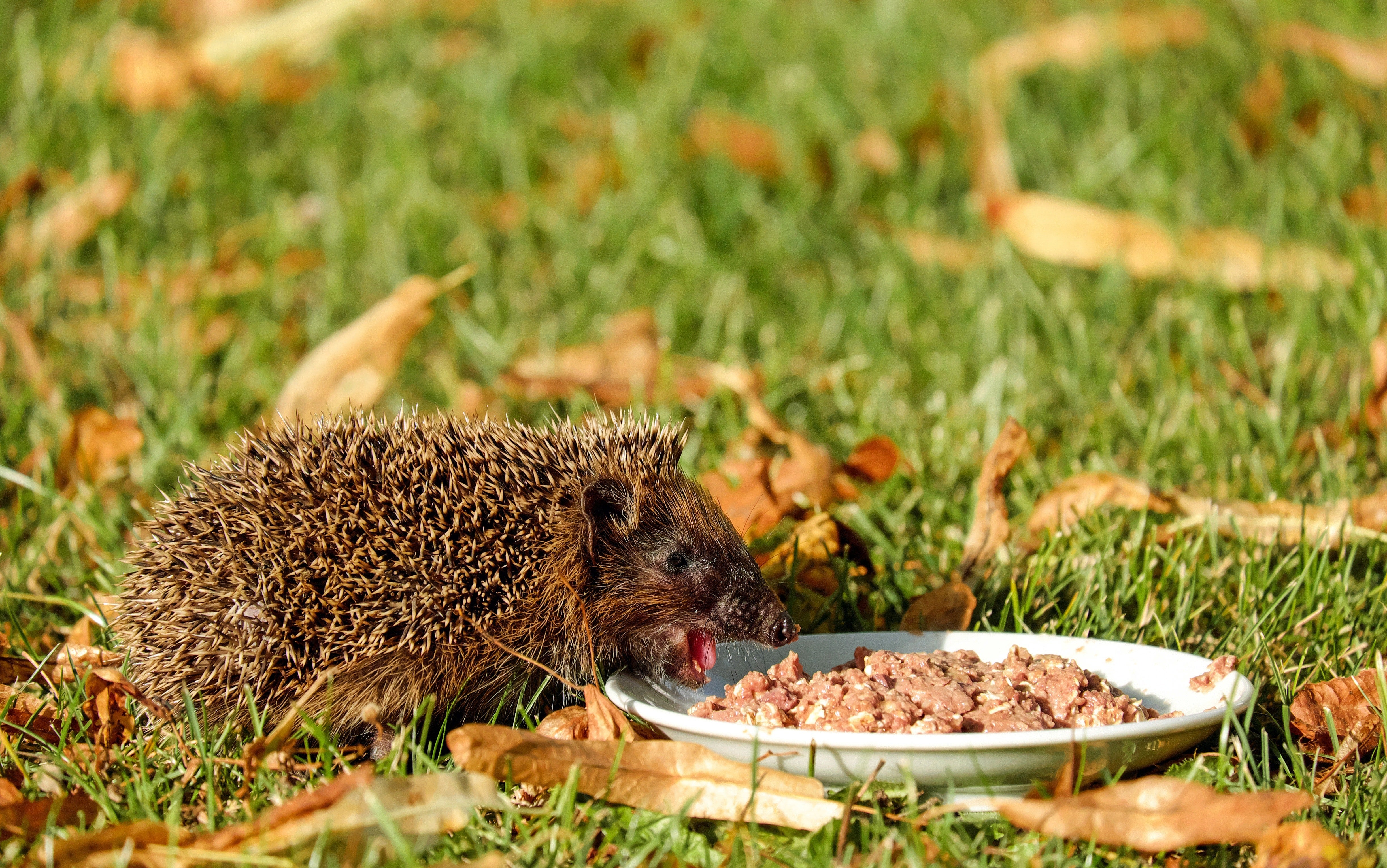 How to Get Hedgehogs Into Your Garden Green Feathers