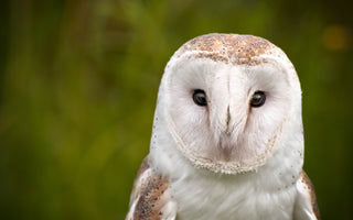 Bird Of The Month - Barn Owl