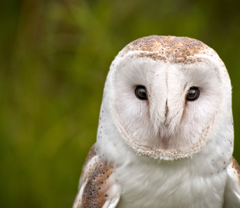 Bird Of The Month - Barn Owl