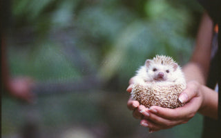 Can you keep a hedgehog as a pet?