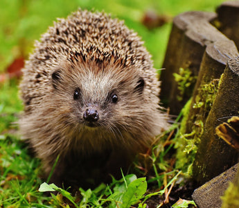 Hedgehog out in the day