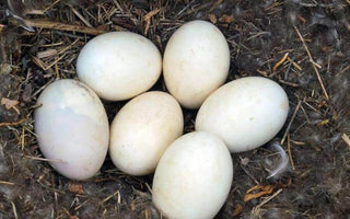 How to identify bird eggs