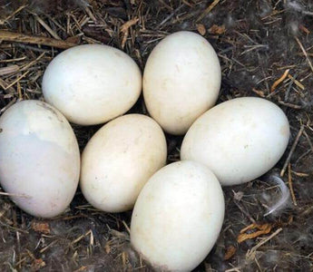 How to identify bird eggs