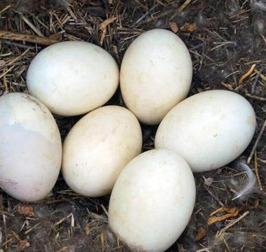 How to identify bird eggs