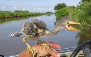 Are birds dinosaurs? Evolutionary history of birds