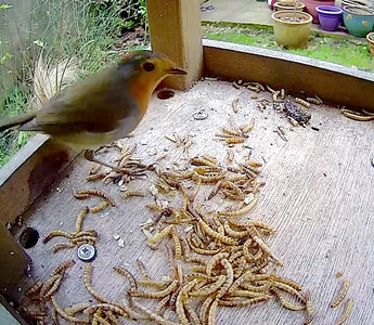 The Dos and Don'ts of Feeding Birds