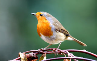 15 Smallest British Birds