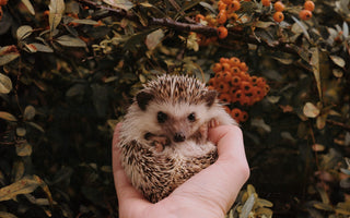 Are hedgehogs endangered? How to protect hedgehogs