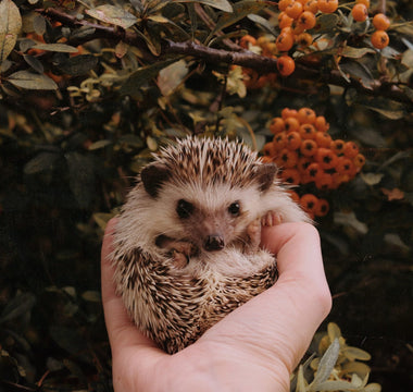 Are hedgehogs endangered? How to protect hedgehogs