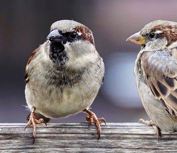 5 Ways To Attract Birds To Your Garden